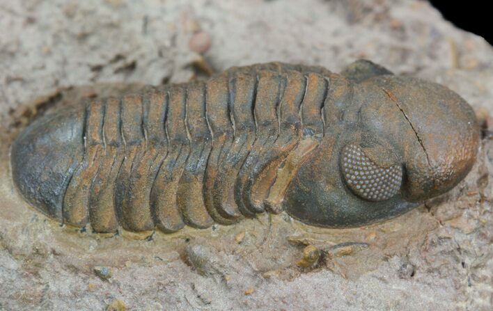 Reedops Trilobite - Rock Covered in Micro Fossils #51863